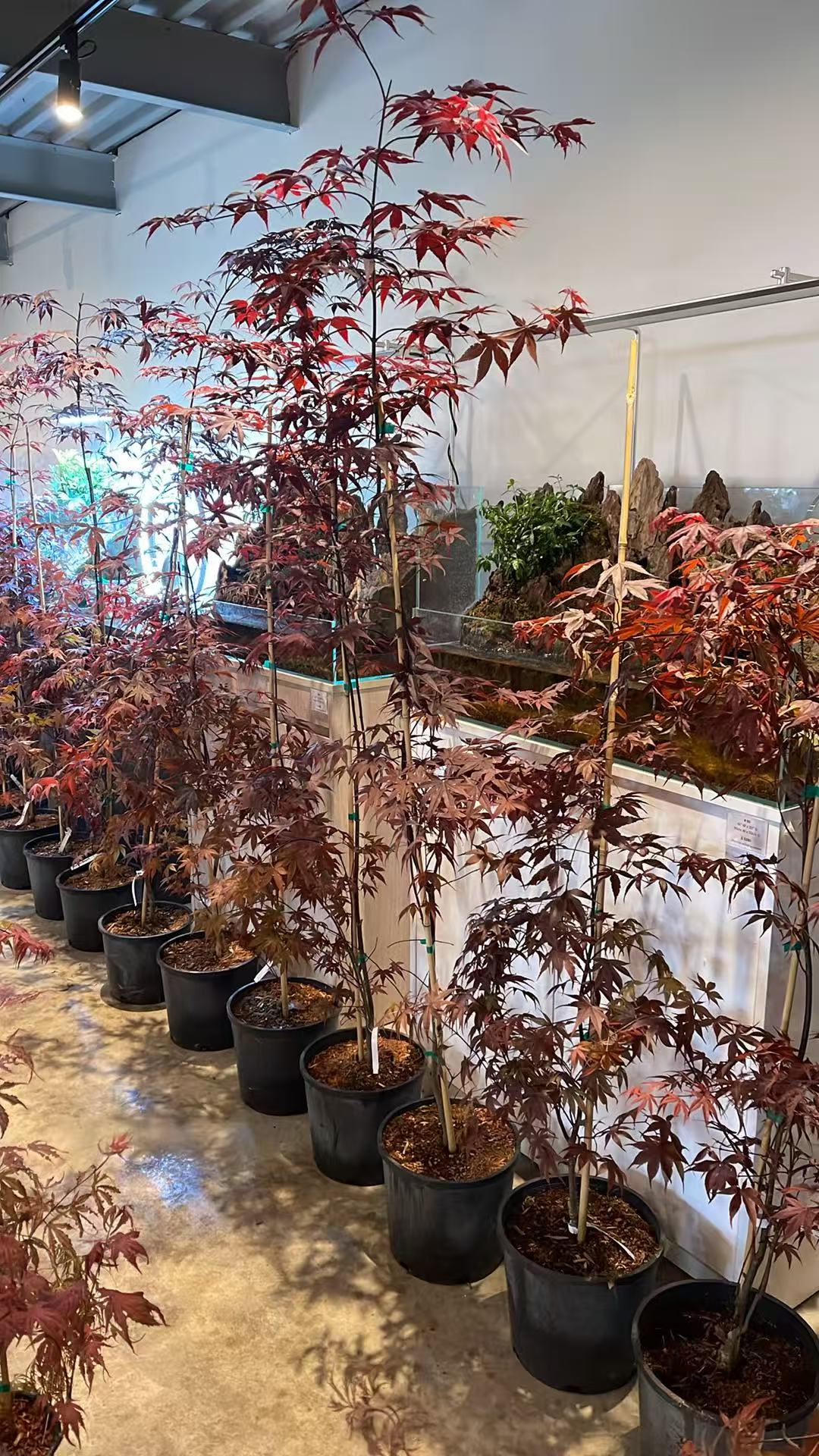 Acer Palmatum 'BloodGood' Single Stem