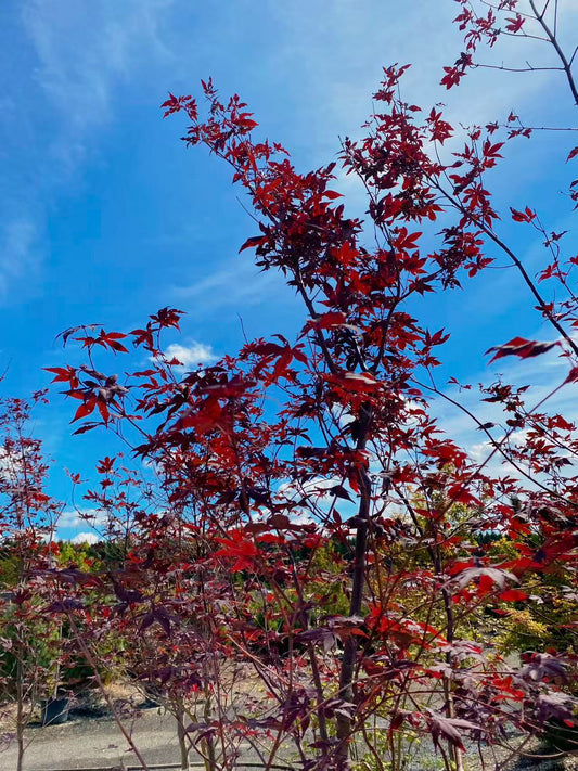 Acer Palmatum 'BloodGood' Multiple Stem