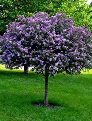 Bloomerang® Dark Purple Reblooming Lilac Std.