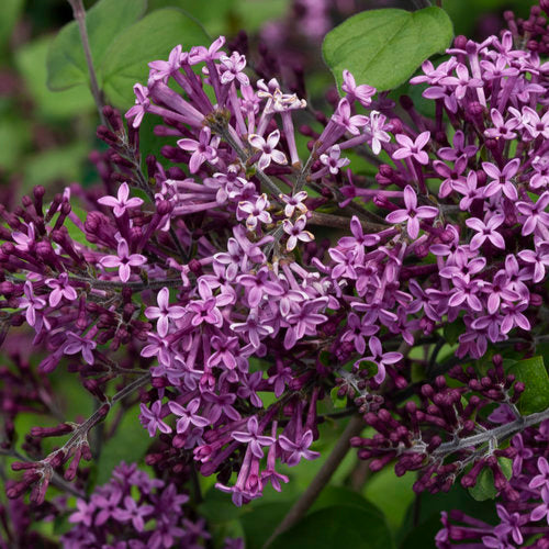 Bloomerang® Dark Purple Reblooming Lilac Std.
