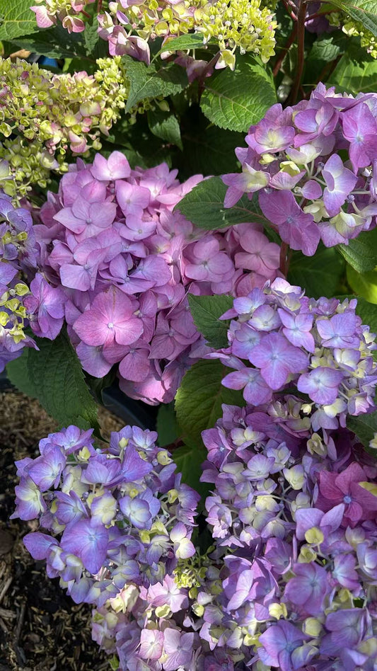 Hydrangea macrophylla Endless Summer 'BloomStruck'