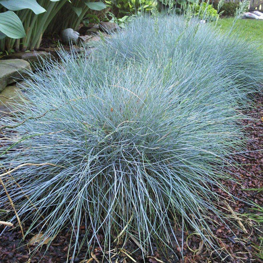 Blue Fescue 'Beyond Blue'