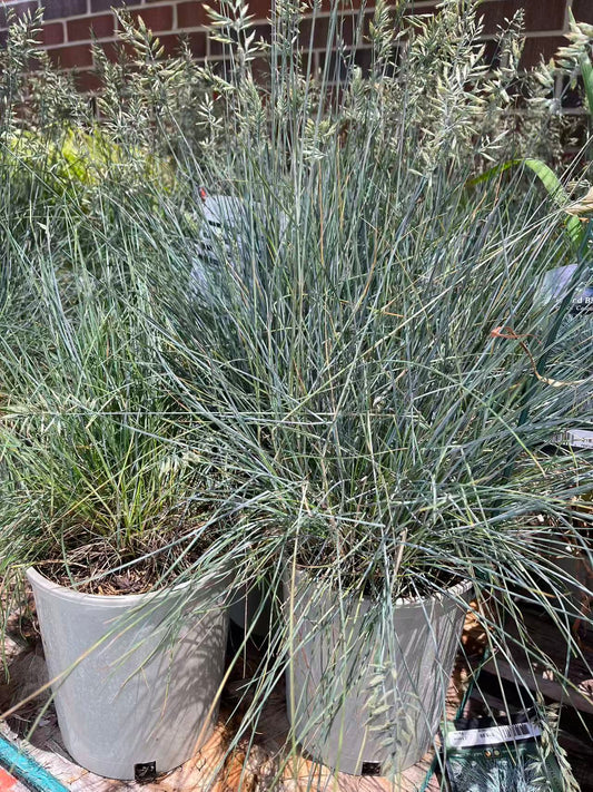 Blue Fescue 'Beyond Blue'