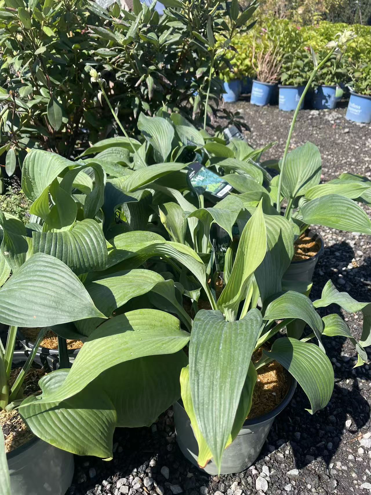 Hosta 'Blue Angel'