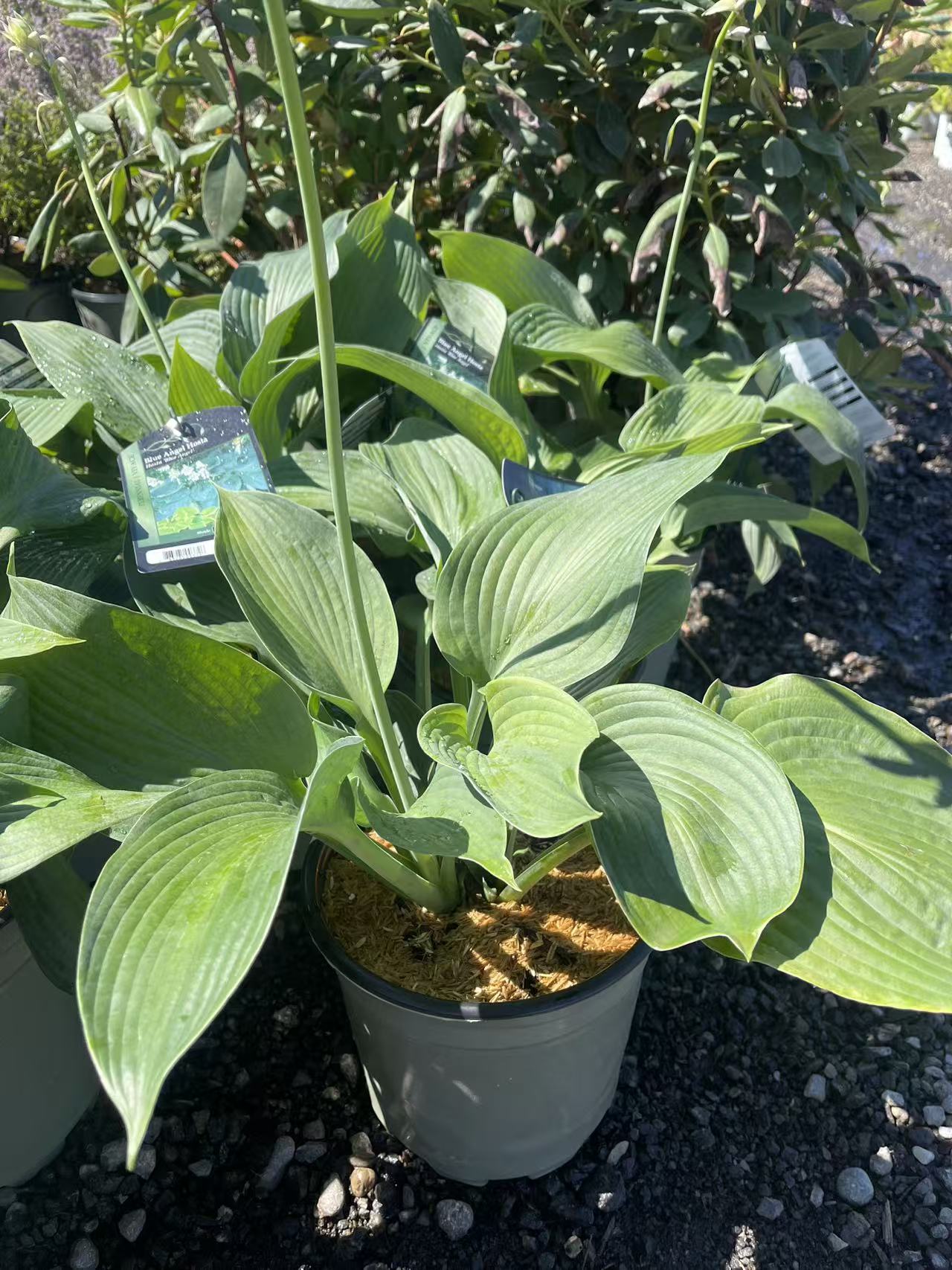 Hosta 'Blue Angel'
