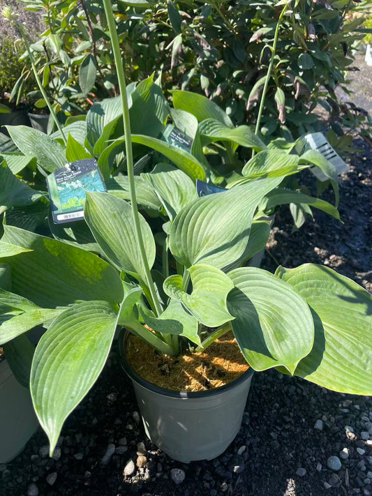 Hosta 'Blue Angel'