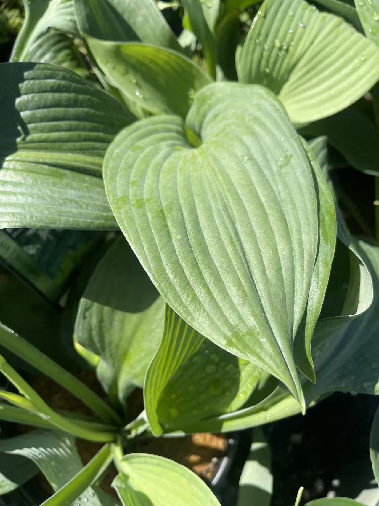 Hosta 'Blue Angel'