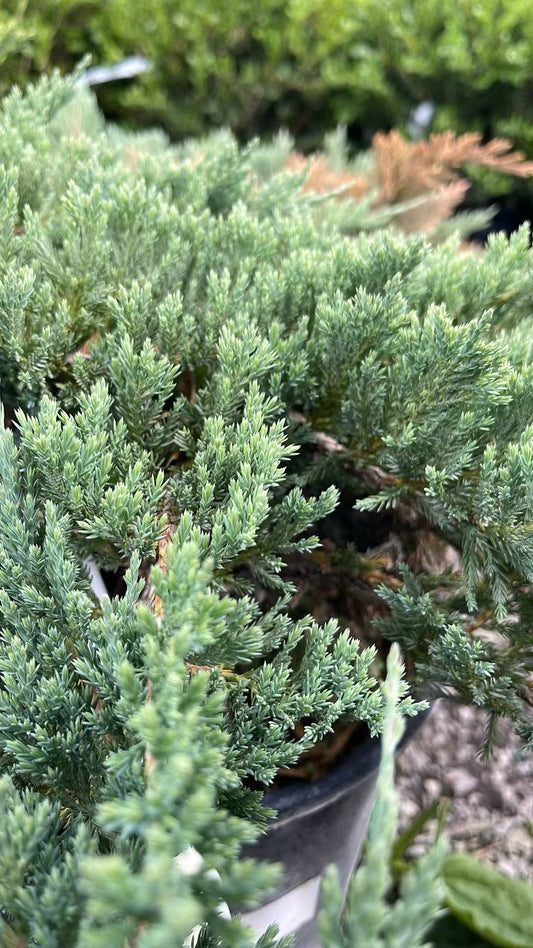 Blue Chip Juniper