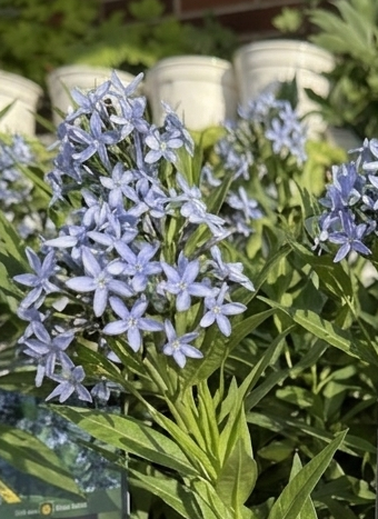 Amsonia 'Blue Ice'