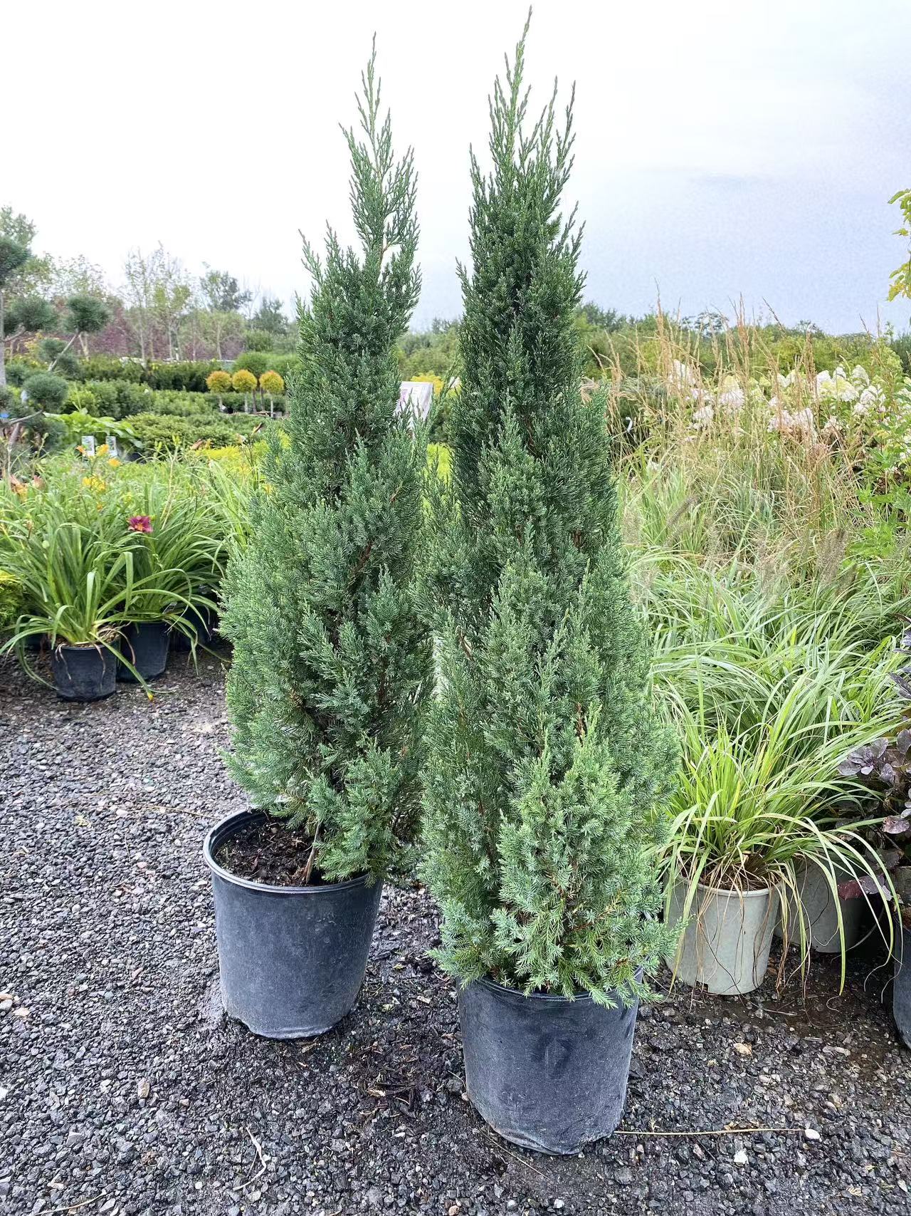 Juniper 'Blue Point'
