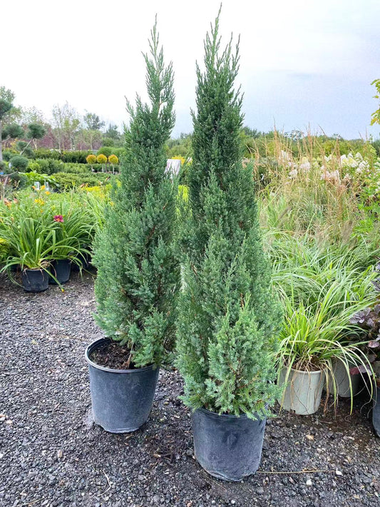 Juniper 'Blue Point'