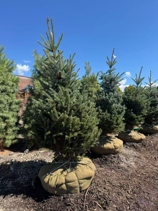 Colorado Blue Spruce