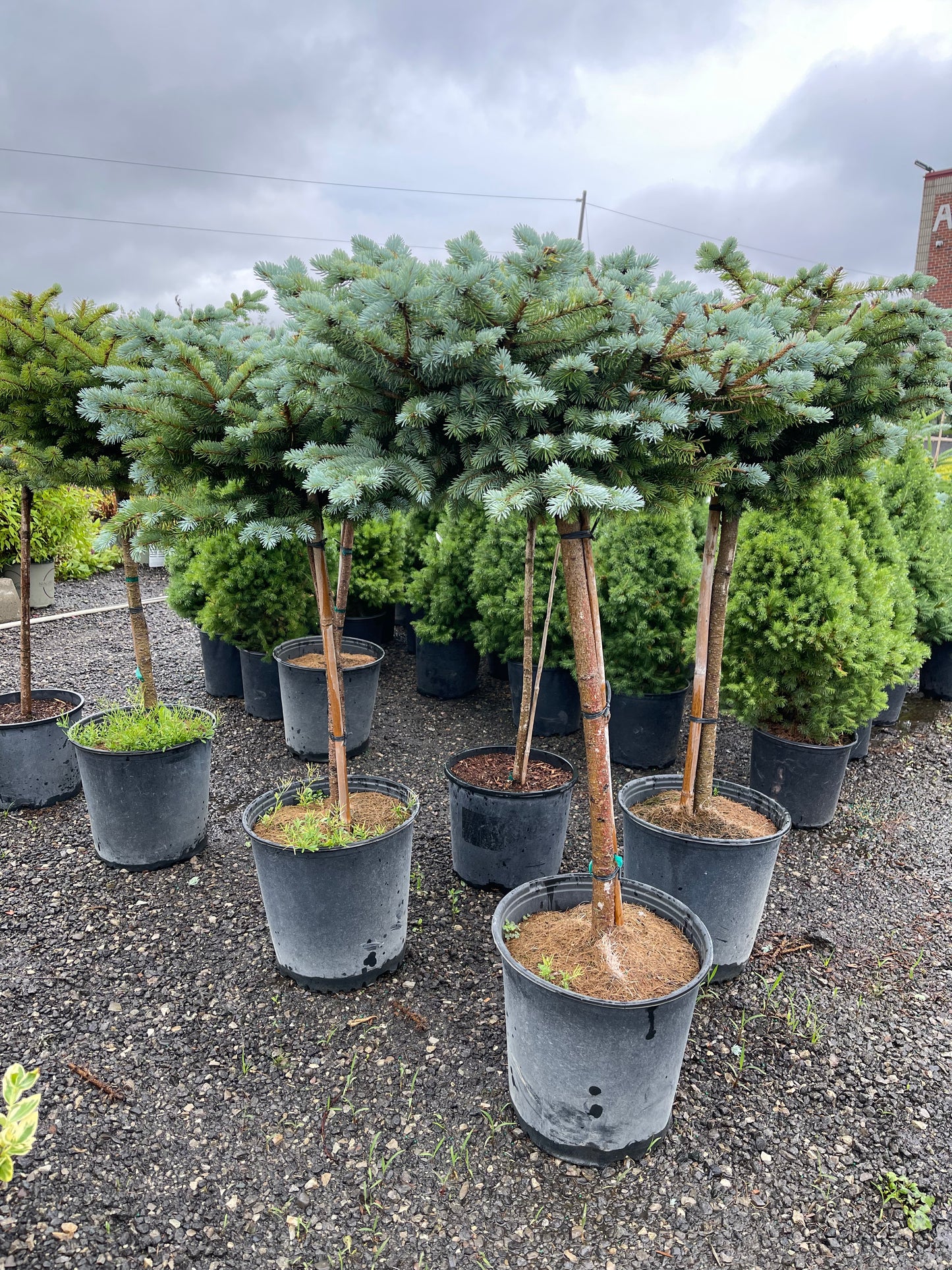 Dwarf Globe Blue Spruce Std