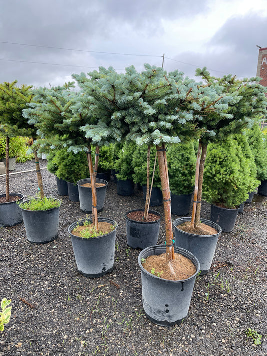 Dwarf Globe Blue Spruce Std