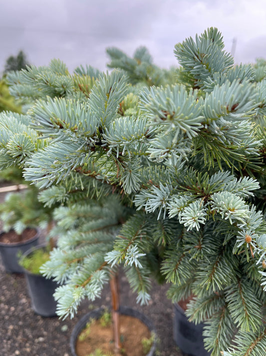 Dwarf Globe Blue Spruce Std