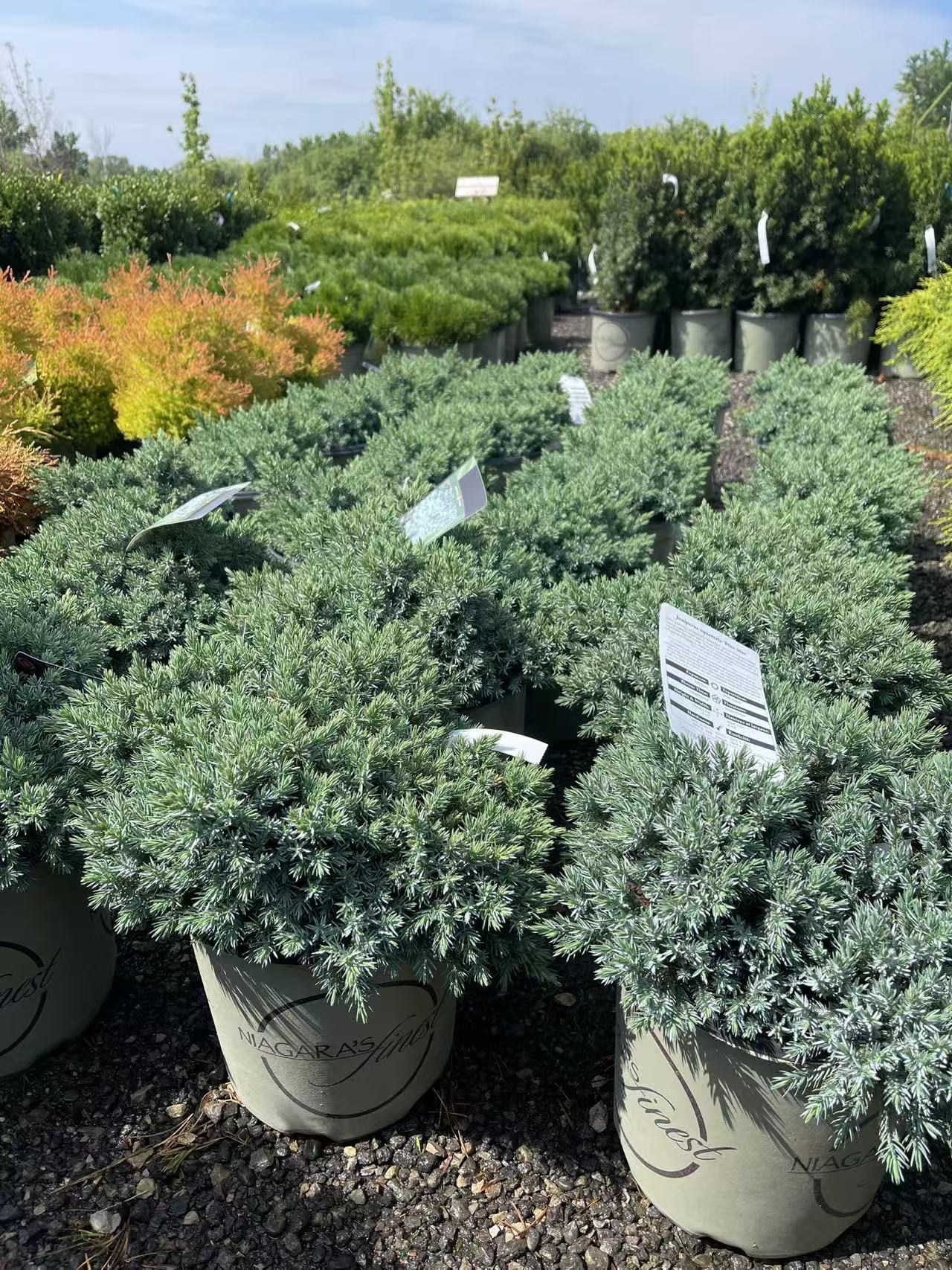 Blue Star Juniper