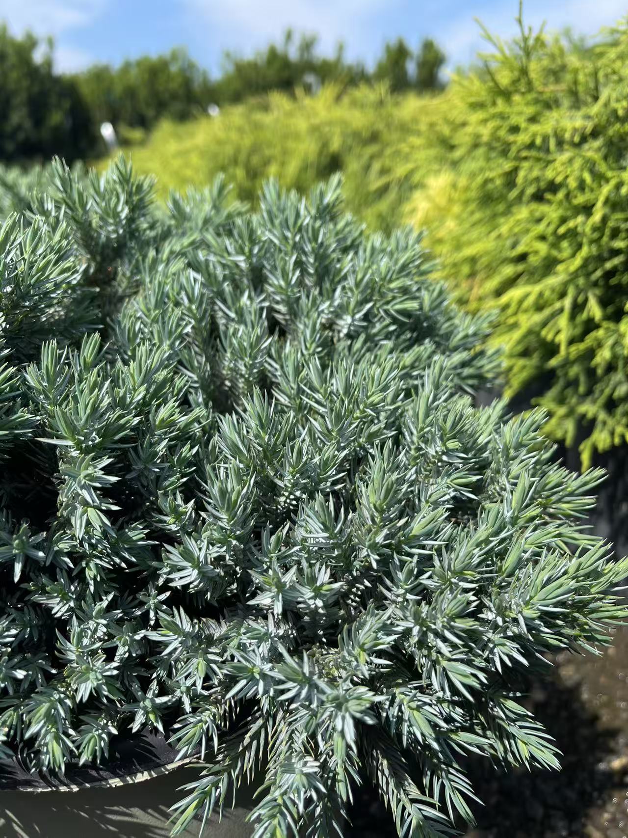 Blue Star Juniper