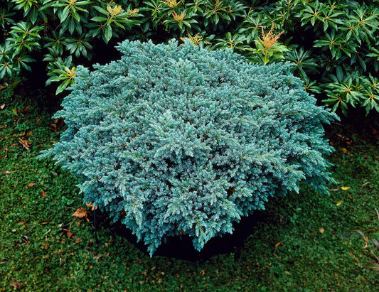 Blue Star Juniper