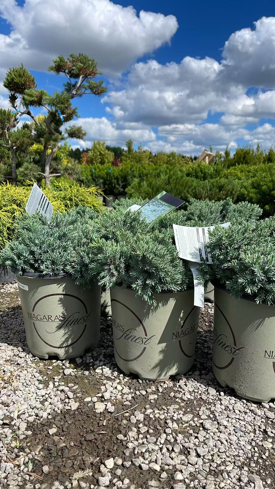 Blue Star Juniper