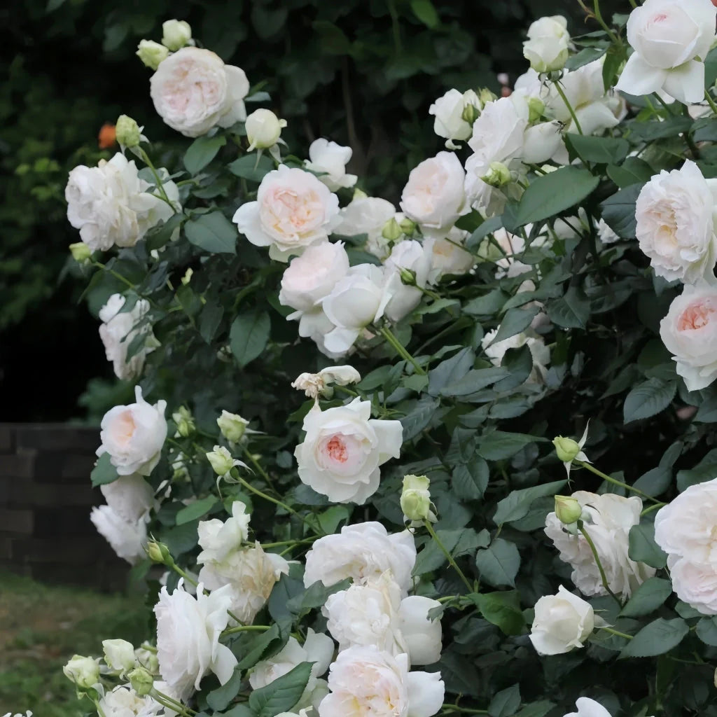 bolero rose plant Bolero™ Rose – zforcefarm