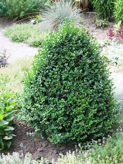 Boxwood 'Green Mountain'