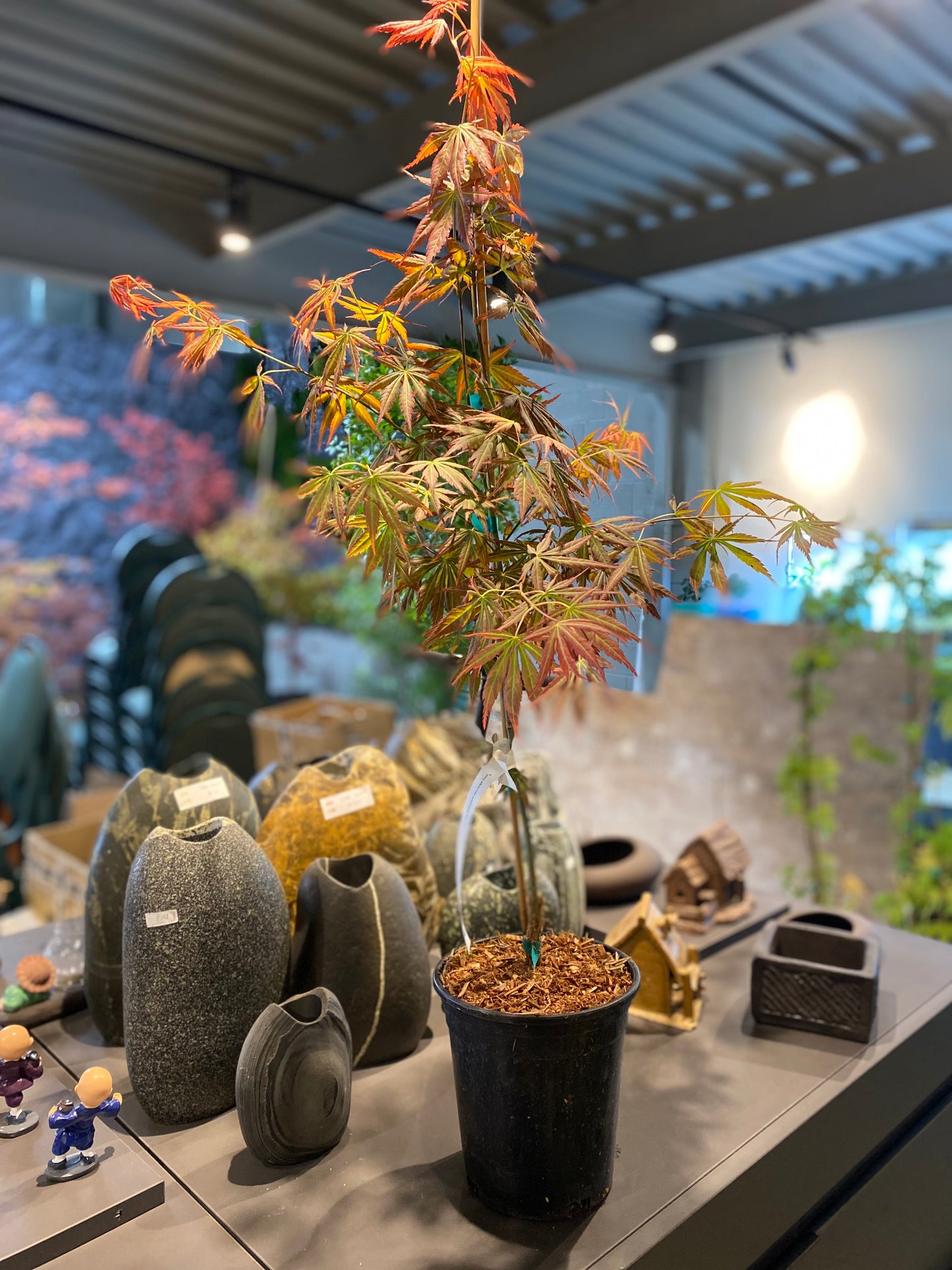 Acer shirasawanum Bronze Age