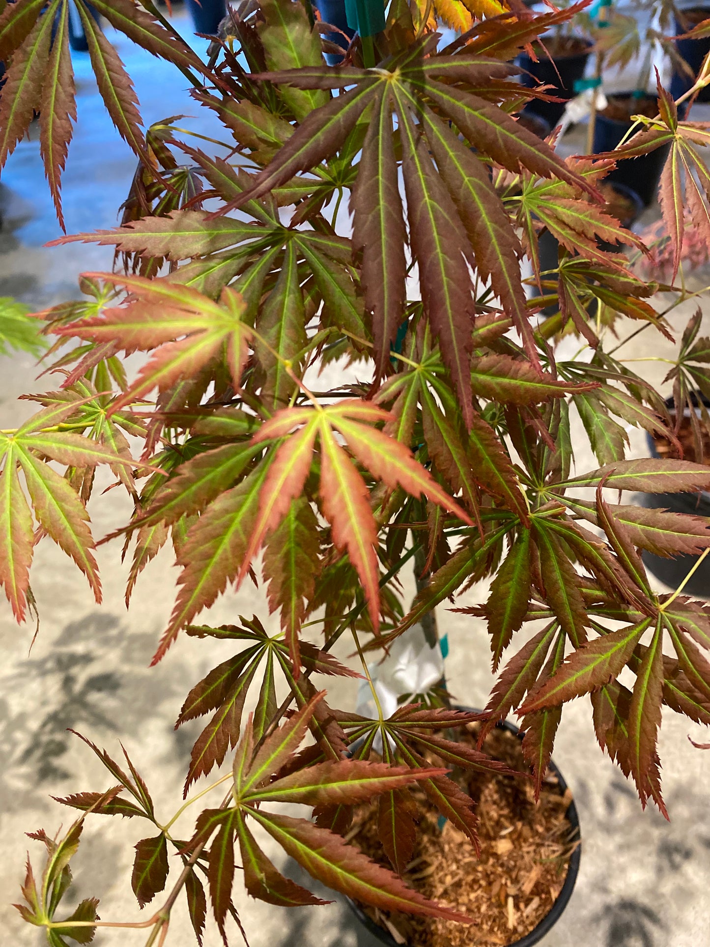 Acer shirasawanum Bronze Age