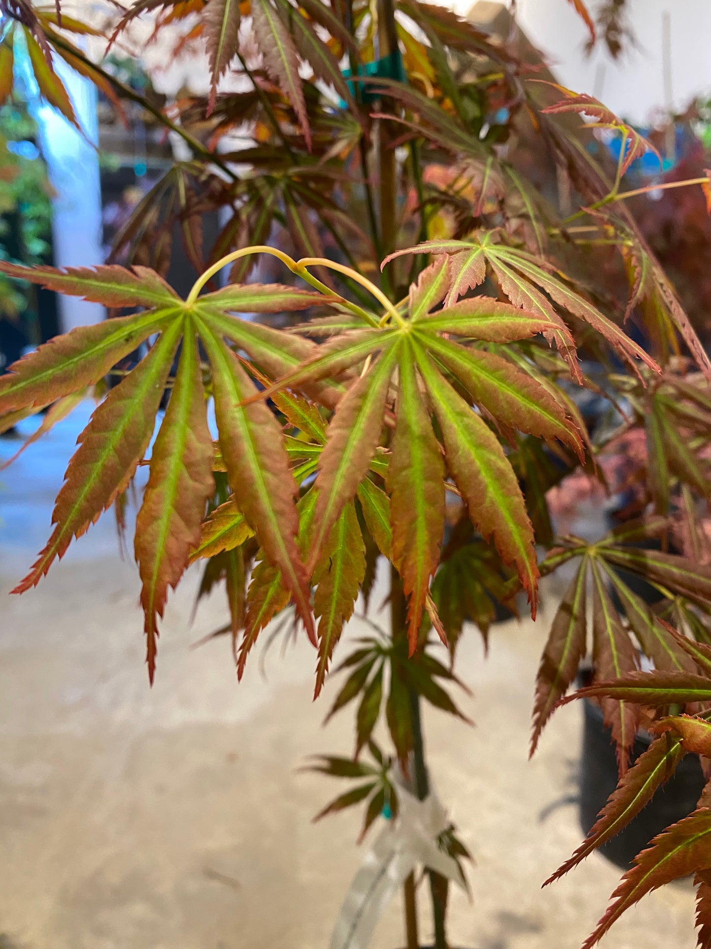Acer shirasawanum Bronze Age