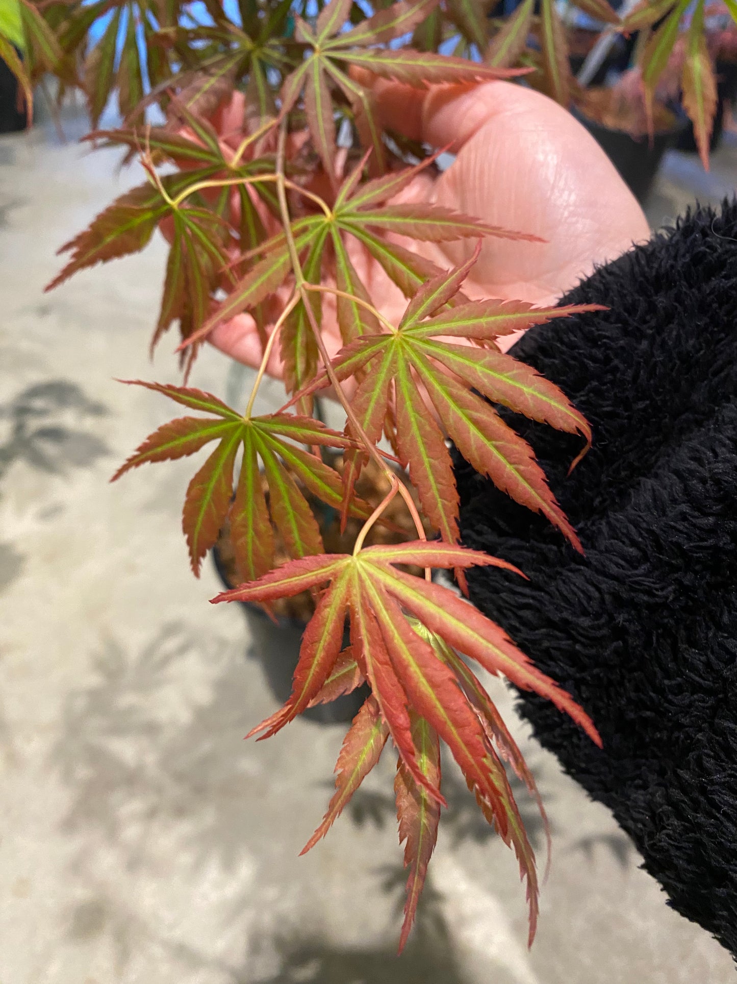 Acer shirasawanum Bronze Age