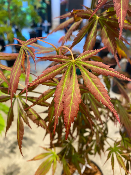 Acer shirasawanum Bronze Age