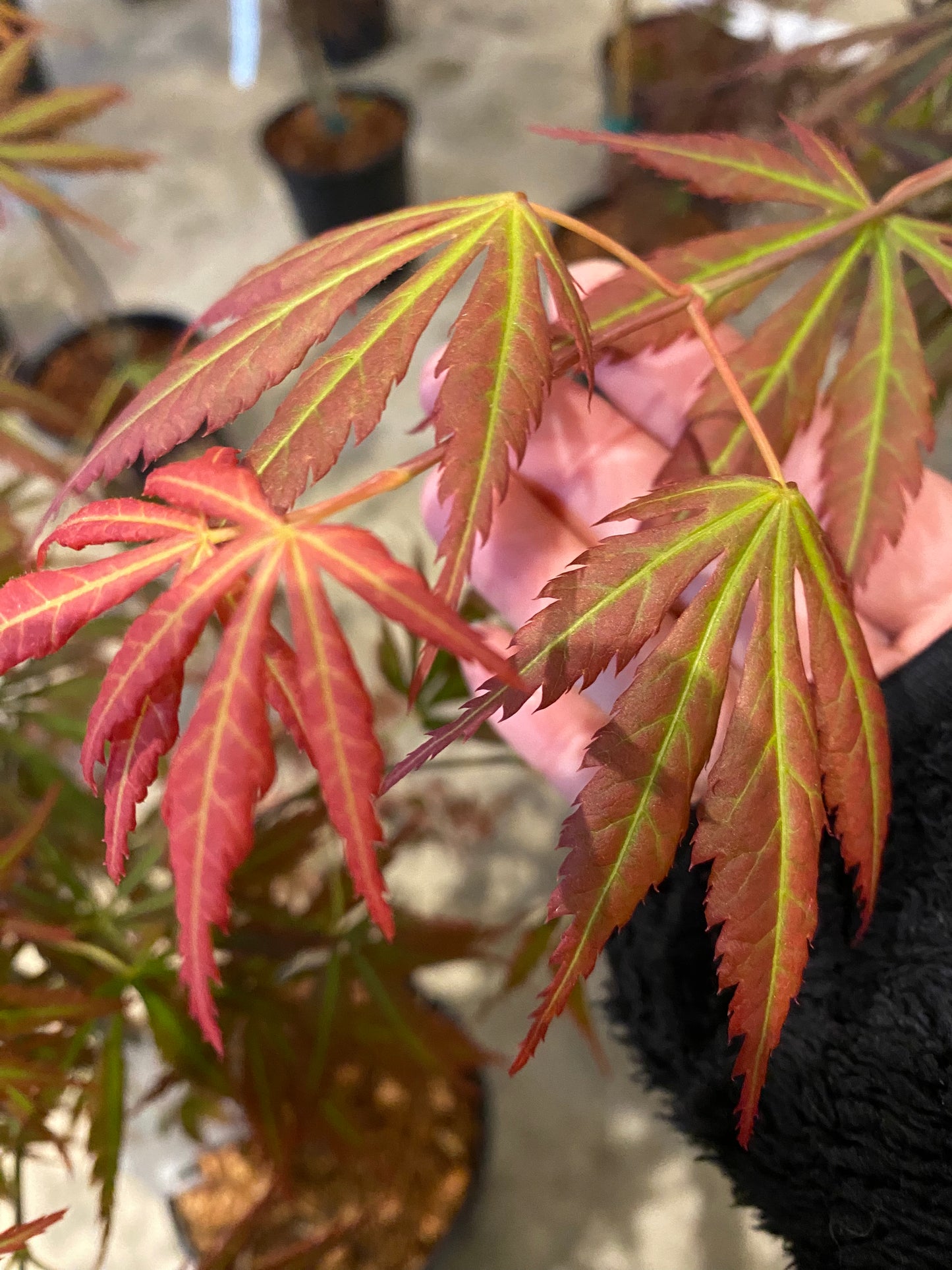 Acer shirasawanum Bronze Age
