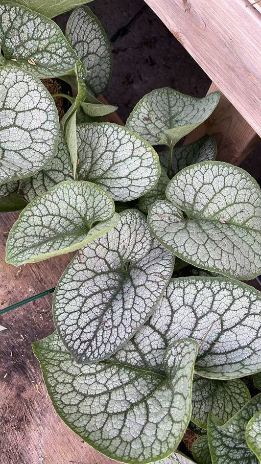 Brunnera 'Jack of Diamonds'
