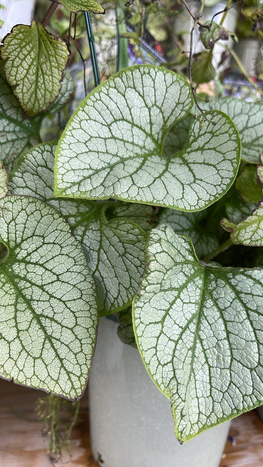 Brunnera 'Jack Frost' Heartleaf