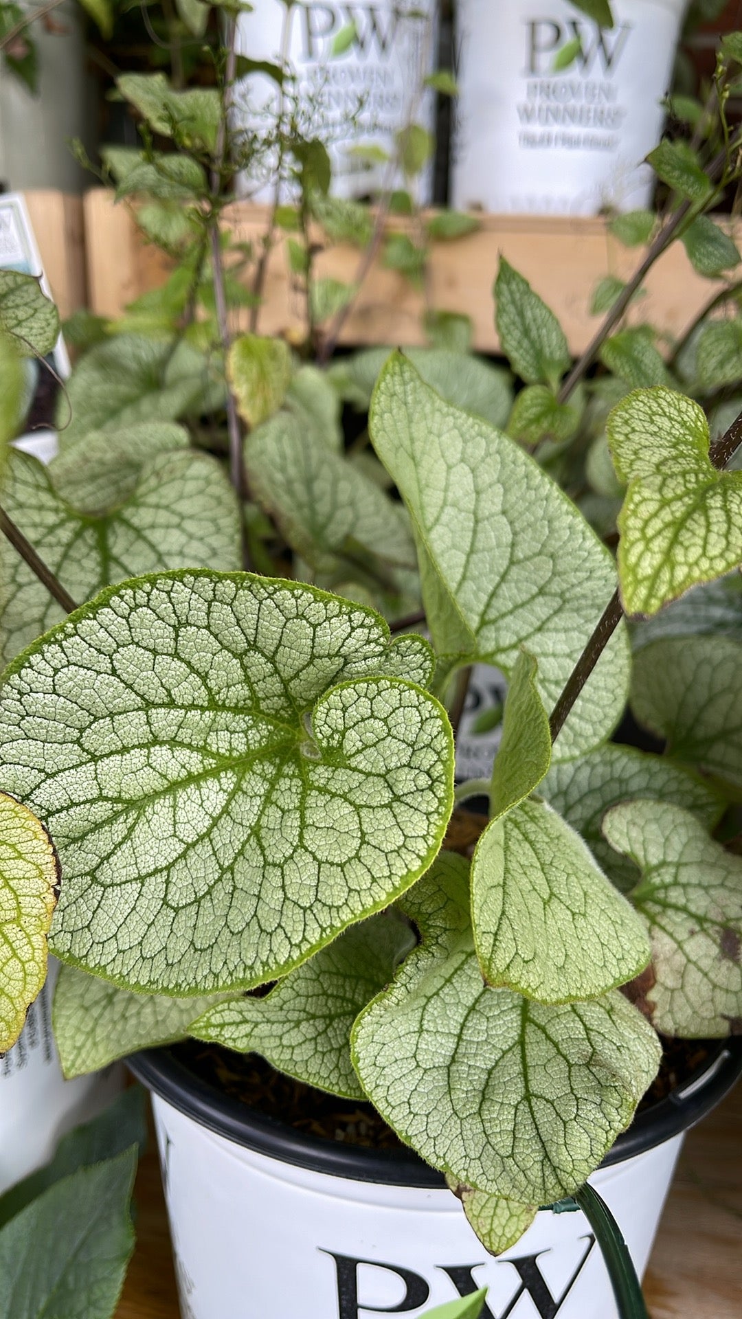 Brunnera 'Queen of Hearts'