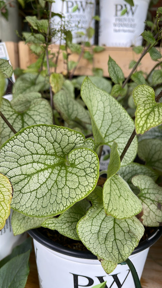 Brunnera 'Queen of Hearts'