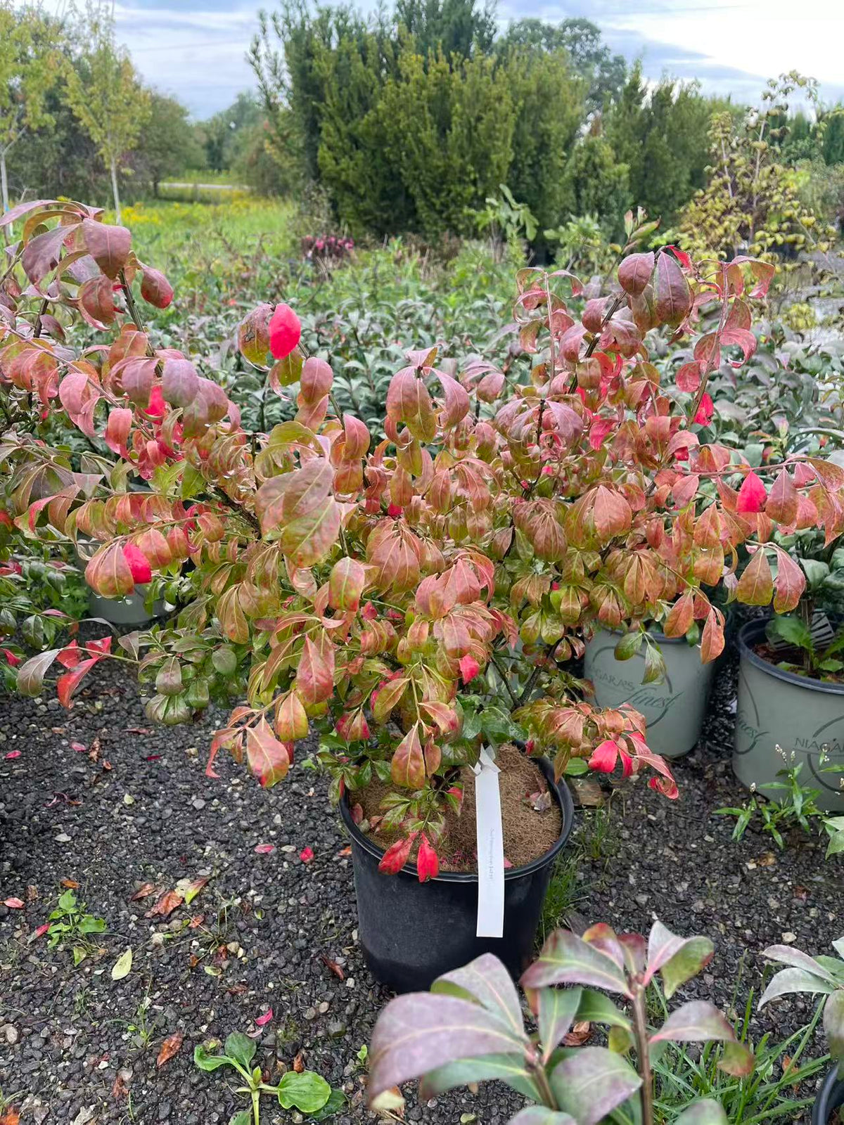 Dwarf Burning Bush