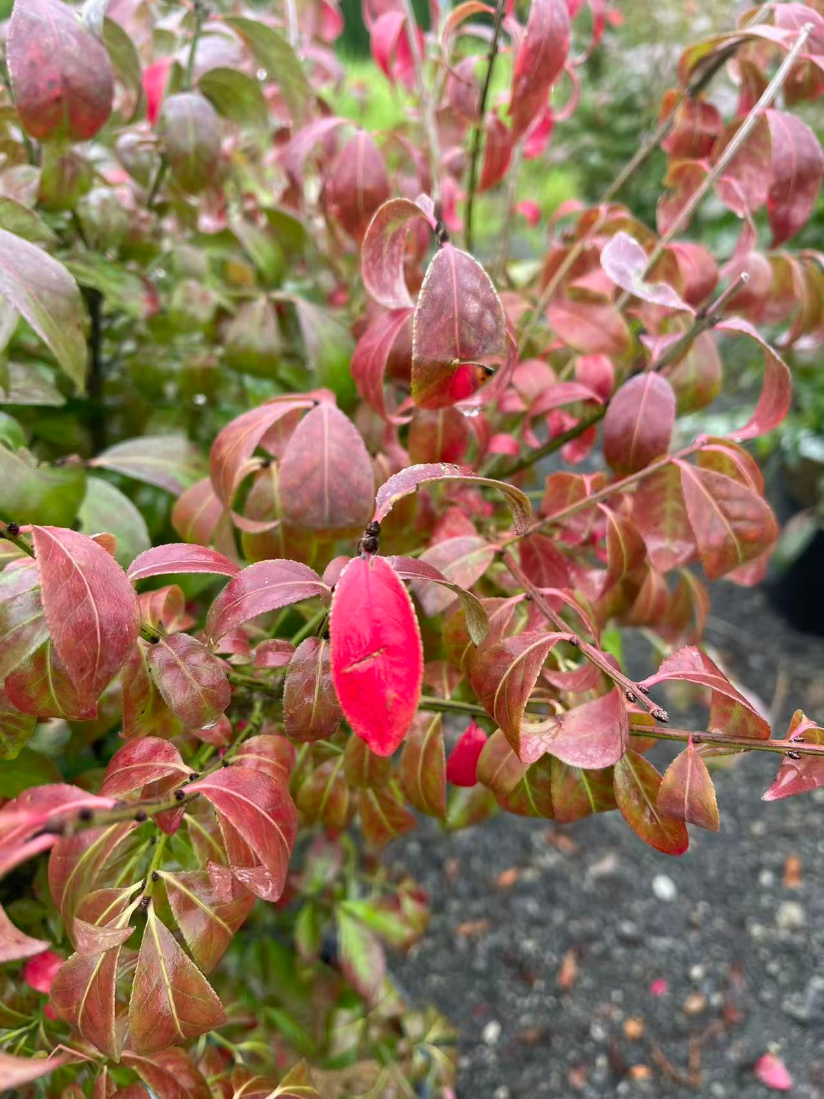 Dwarf Burning Bush