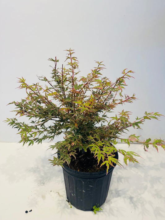 Acer palmatum Butterfly Japanese Maple 3 Gal at Z Force Farm