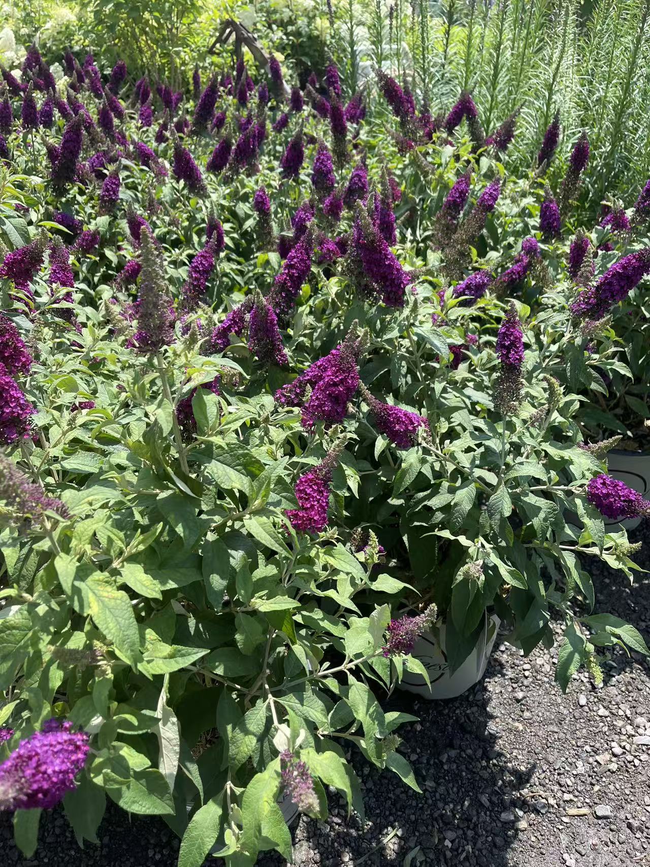 Butterfly Bush 'Cranberry'