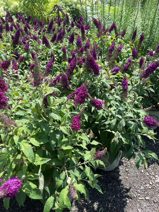 Butterfly Bush 'Cranberry'