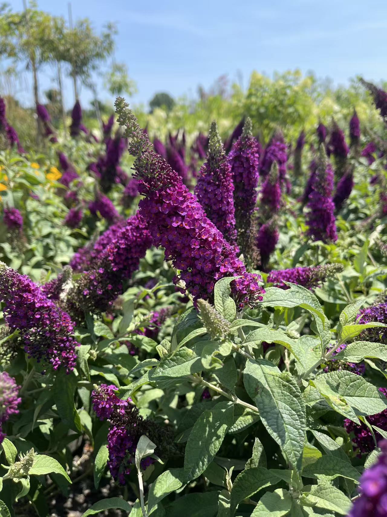 Butterfly Bush 'Cranberry'