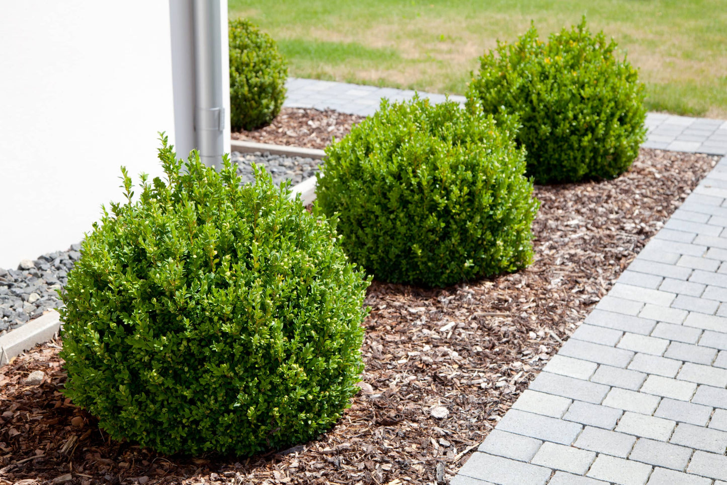 Green Velvet Boxwood (Buxus × ‘Green Velvet’)