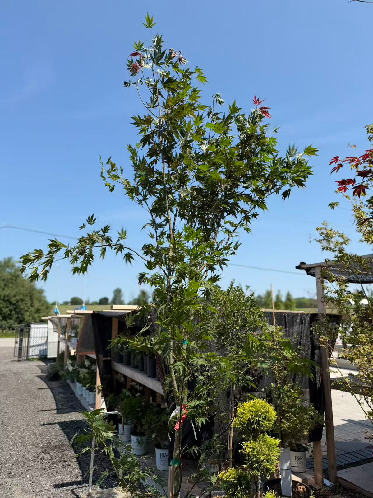 Acer shirasawanum Red dawn