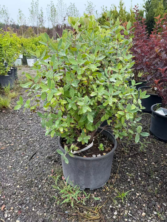 Honeyberry 'Haskap'