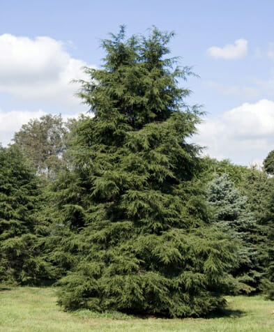 Eastern hemlock