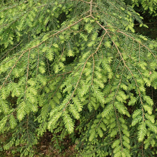 Eastern hemlock