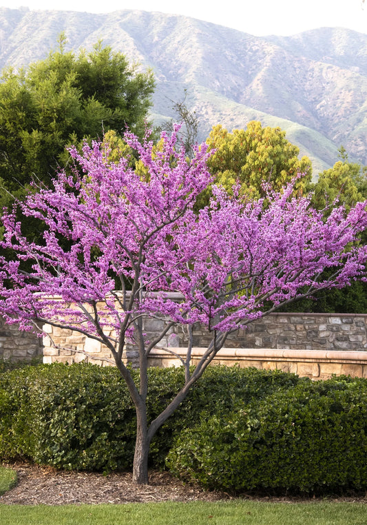 Canadian Redbud shrub