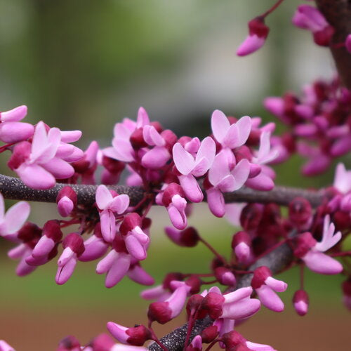 Canadian Redbud shrub