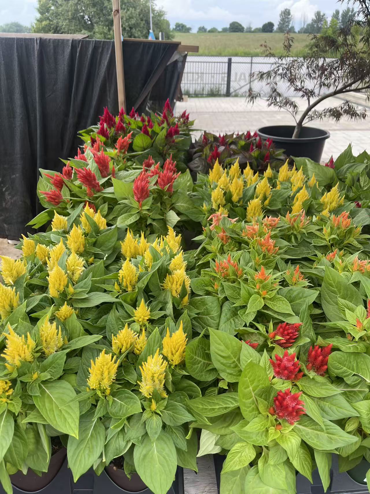 Celosia