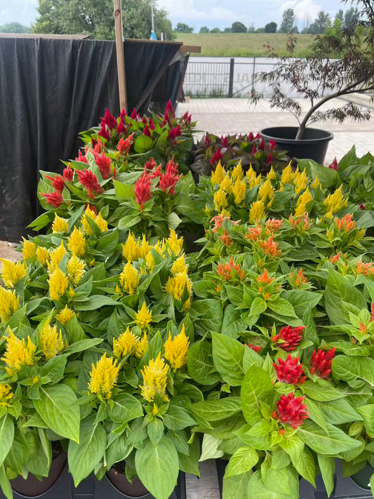 Celosia